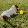 thumbnail image 1 of Bolas Interactivas de Juguete para Perros Colco Bola Masticable 9cm, 1 of 8