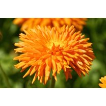 50 RADIO ENGLISH MARIGOLD Calendula Officinalis Orange & Yellow Pot Flower Seeds