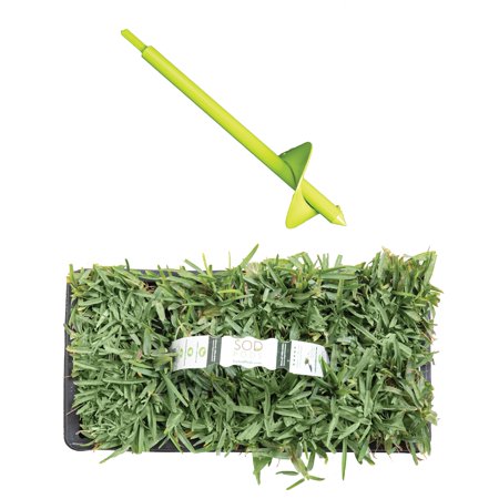 SodPods St Augustine CitraBlue (64-Count)/SP Power Planter Bundle  Natural Affordable Lawn Improvement