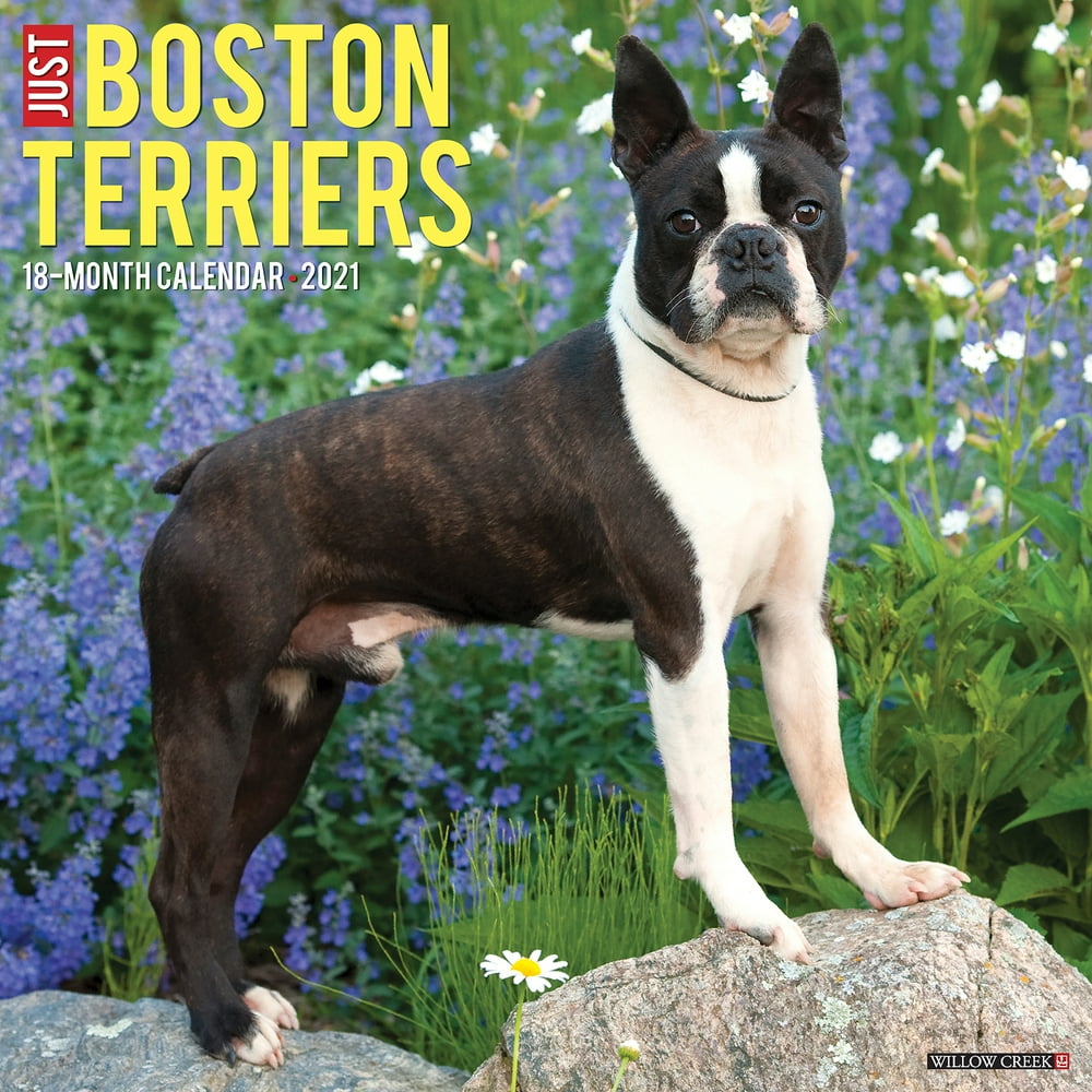Willow Creek Press 2021 Just Boston Terriers Wall Calendar Walmart