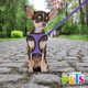 thumbnail image 2 of Set Arnes Y Correa Fancy Pets Sportie XCH Violeta, 2 of 2