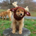 thumbnail image 3 of Zoo Snoods Reindeer Costume - Deer Antler Warm Knit Dog Snood Ear Wrap for Pets, Warm Neck Ear Cover Protection (Large), 3 of 8