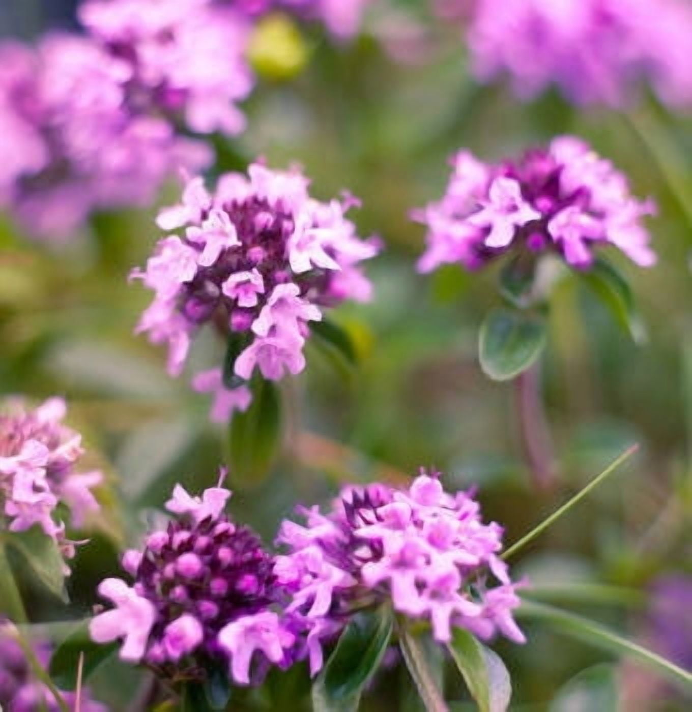 Thyme Red Essential Oil 10 ml (1/3 fl oz) - 100% Pure and Natural by Silky Scents