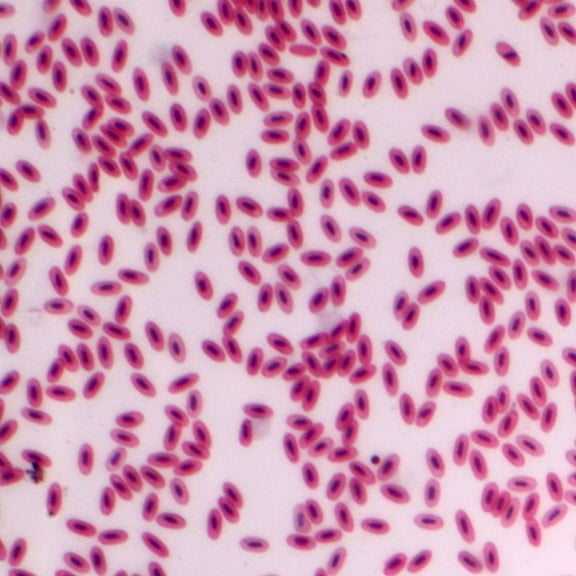 Bird Blood Film, Smear Microscope Slide