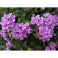 thumbnail image 4 of American Plant Exchange Lavender Lantana Bush in 6" Pot, Full Sun, Drought Tolerant, Cluster Flowers, 4 of 6
