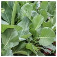 thumbnail image 4 of Everwilde Farms - 500 Brunswick Cabbage Seeds - Gold Vault Jumbo Bulk Seed Packet, 4 of 5