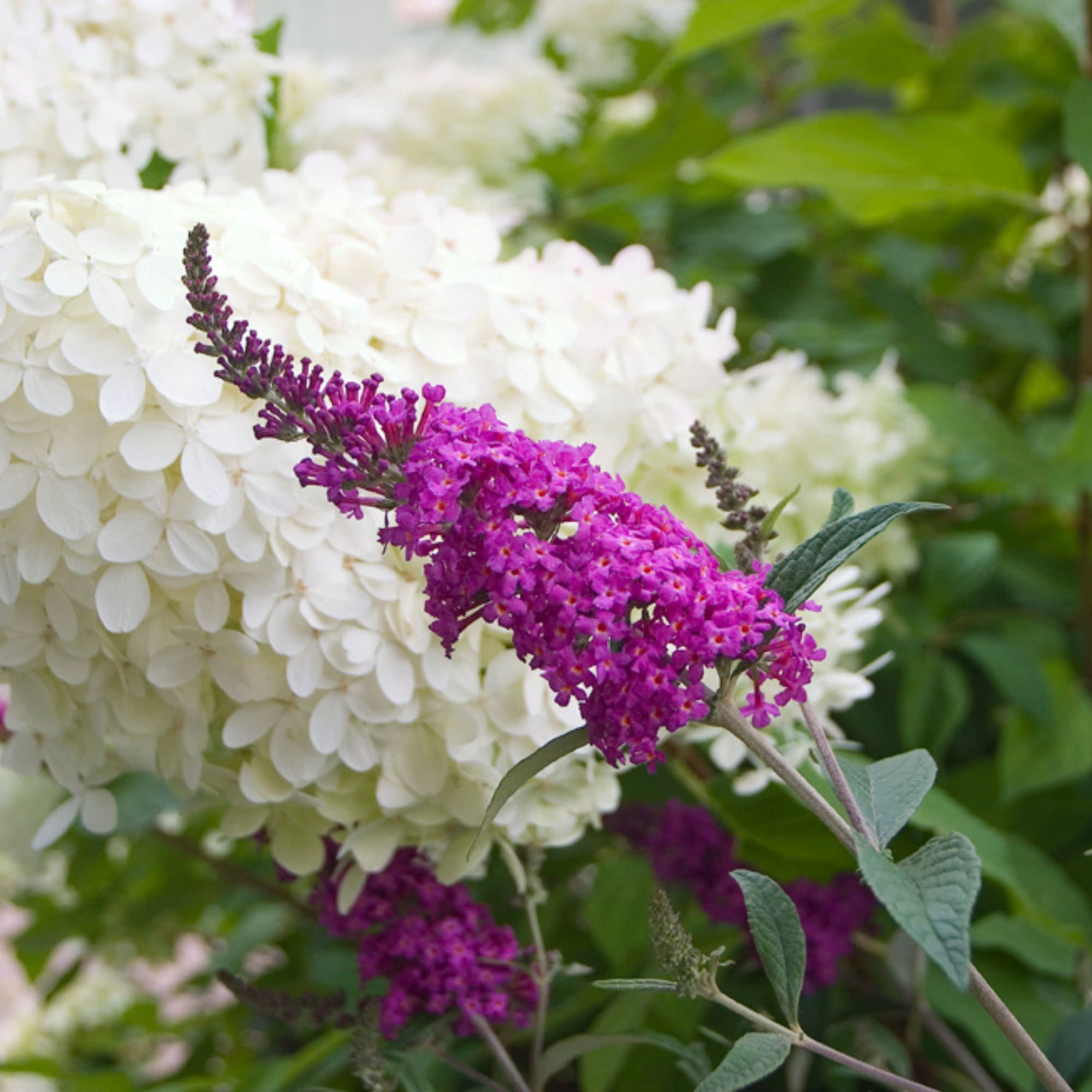 Proven Winners ColorChoice 5" Purple 'Miss Ruby' Butterfly Bush Live Plant in 4.5" Pot (4 Count)