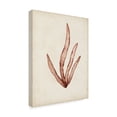 thumbnail image 2 of Trademark Fine Art 'Seaweed Specimens VIII' Canvas Art by Naomi McCavitt, 2 of 4