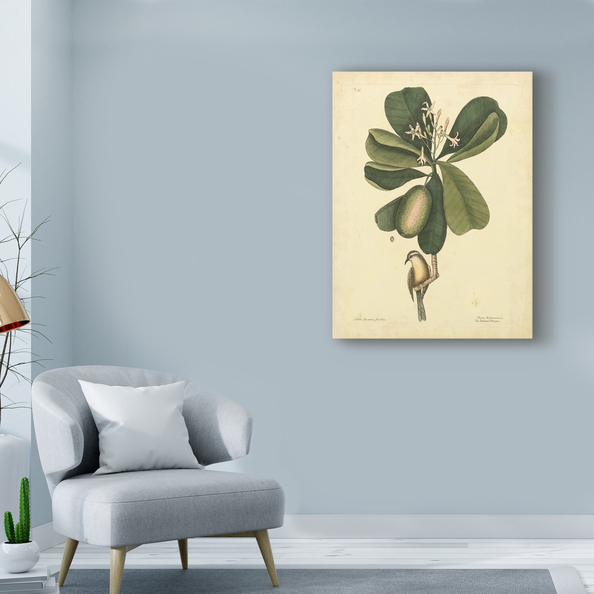 Trademark Fine Art 'Catesby Bird And Botanical III' Canvas Art by Mark Catesby