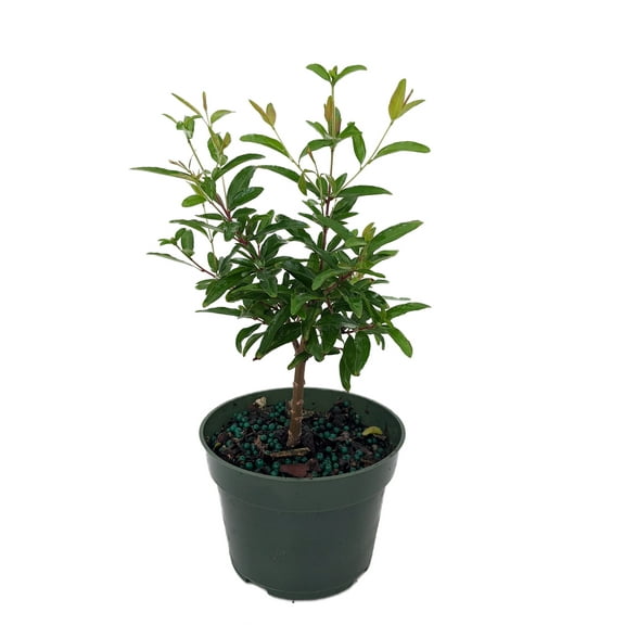Dwarf Pomegranate Plant - Punica - Bonsai/Houseplant/Outdoors - Edible - 4" Pot