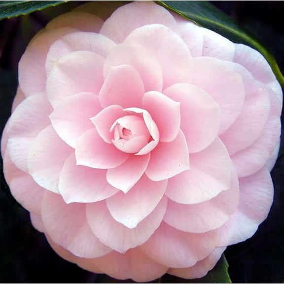 100 Mixed Colors DOUBLE CAMELLIA IMPATIENS (Balsam / Lady Slipper / Touch Me Not) Impatiens Balsamina Flower Seeds