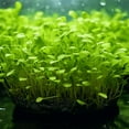 BUY2GET1 Potted Monte Carlo (Micranthemum Tweediei) Freshwater Plants