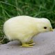 thumbnail image 1 of Juguete de peluche Pollito de peluche Palm Pet Chirpy Chick Easter Chick Juguete de peluche Wmkox8yii HAHFKSH1372, 1 of 3