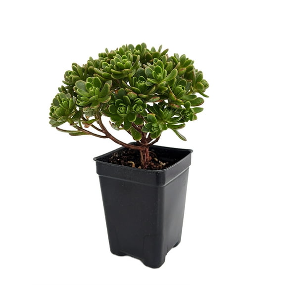 Irish Blessing Tree - Aeonium tortuosum - 2.5" Pot