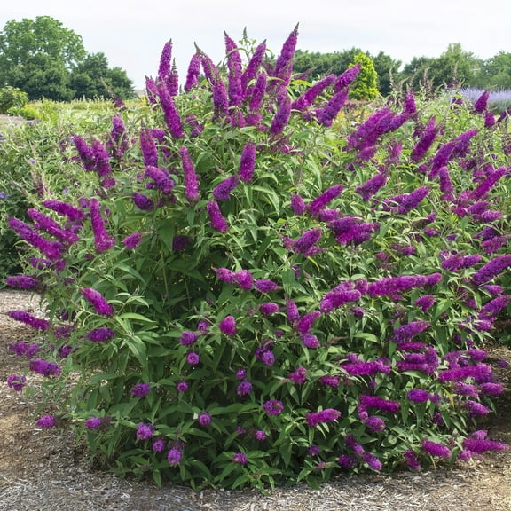 National Plant Network 3 gal. Buddleia Royal Razz Live Shrub Full Sunlight with Pink Flowers