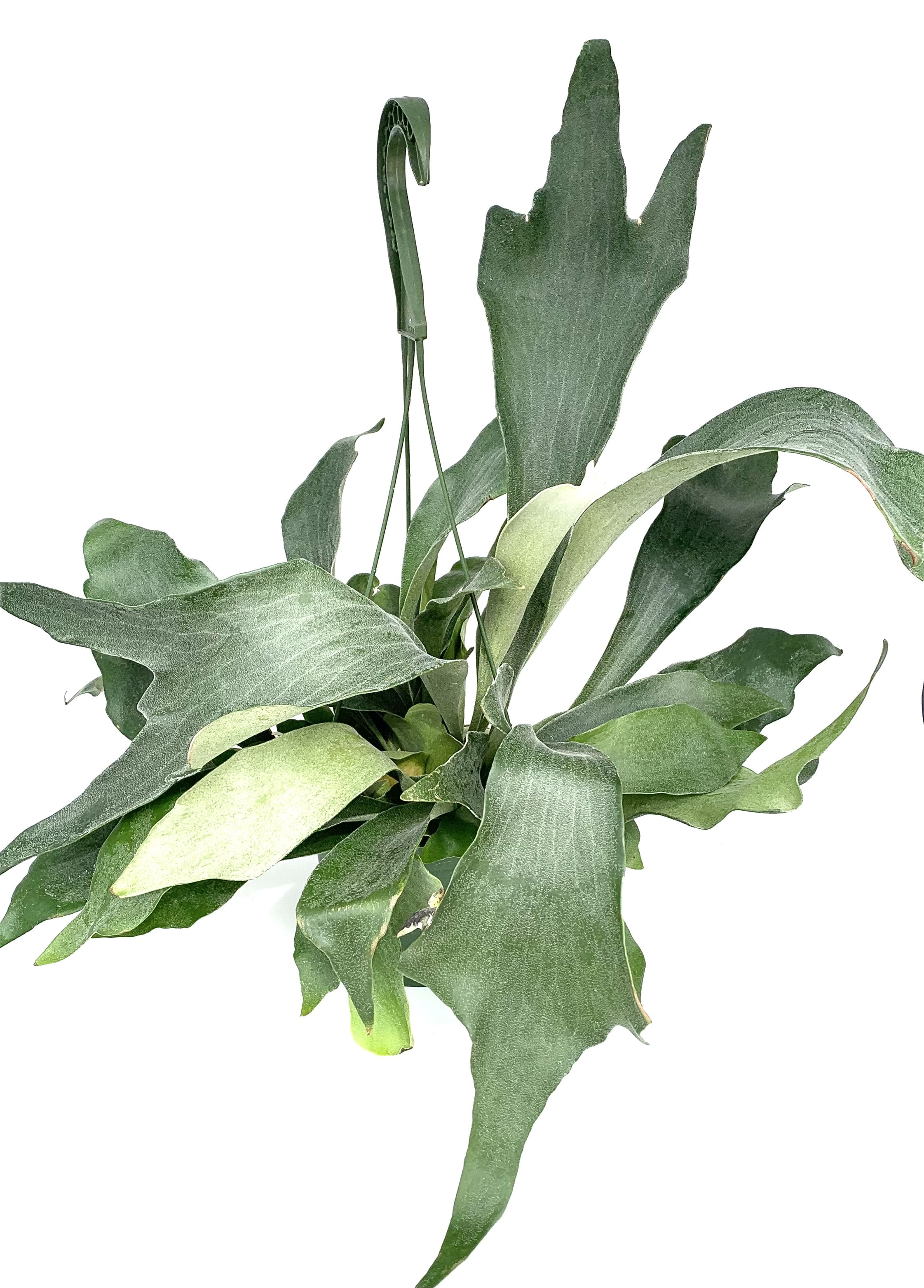 Green Staghorn Fern Live Plants in 6" Hanging Pot