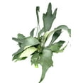 thumbnail image 2 of Green Staghorn Fern Live Plants in 6" Hanging Pot, 2 of 3