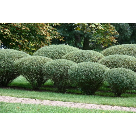 Purple Willow Bush Cuttings to Plant - Grow Stunning Basket Willow - Salix Purpurea (2 Cuttings)