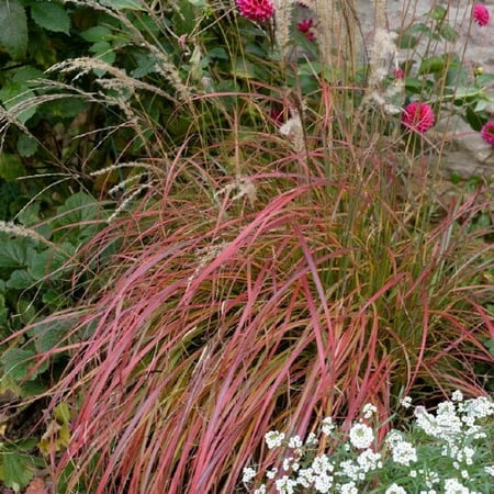 miscanthus grass maiden dwarf miss perennial pot