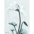 thumbnail image 2 of Koetsier, Albert 15x18 White Modern Wood Framed Museum Art Print Titled - Desired Cyclamen 2, 2 of 4