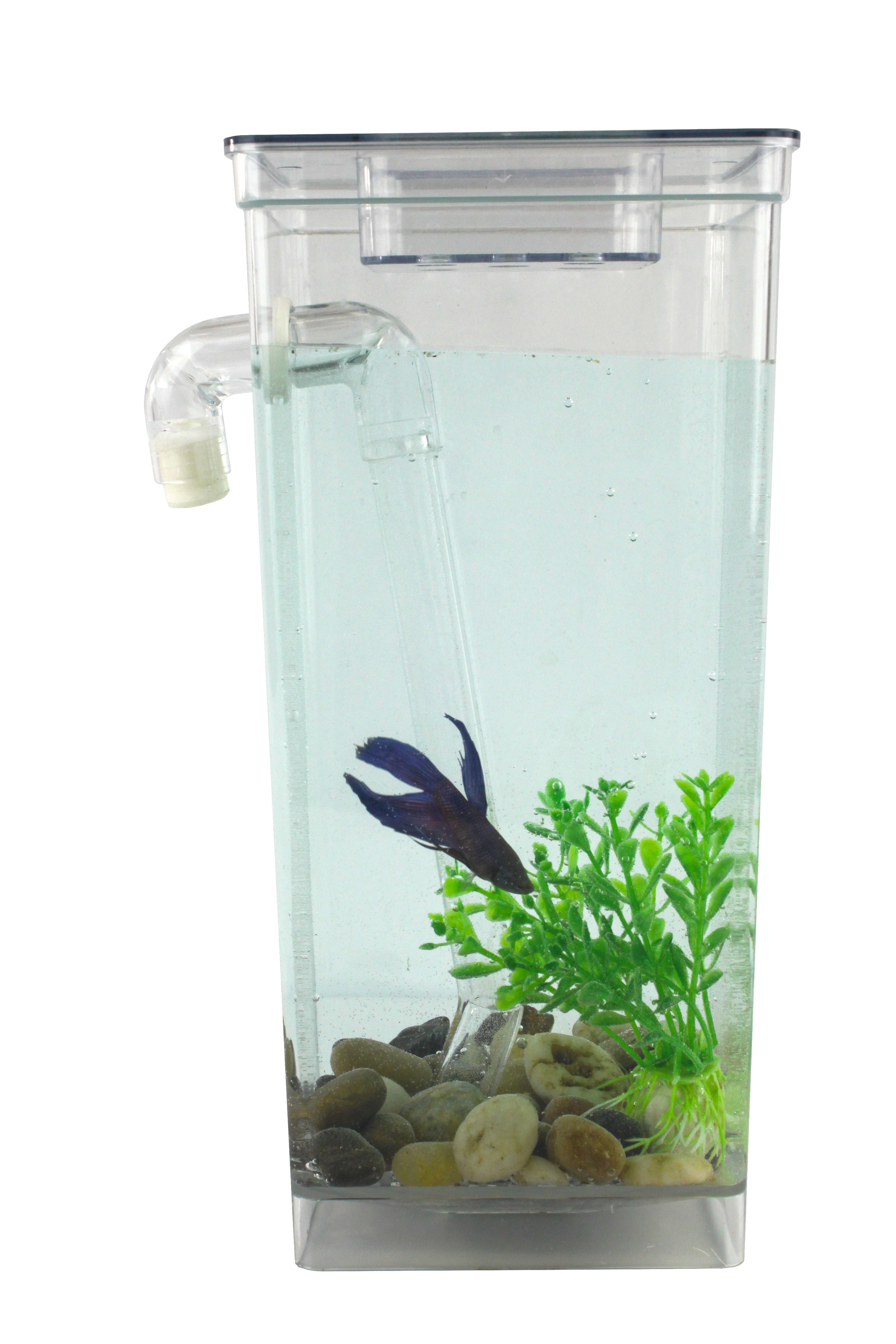 small fish for small tank