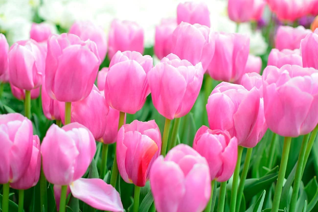 5 Fresh Pink Tulip Bulbs for Planting Easy to Grow Made in USA