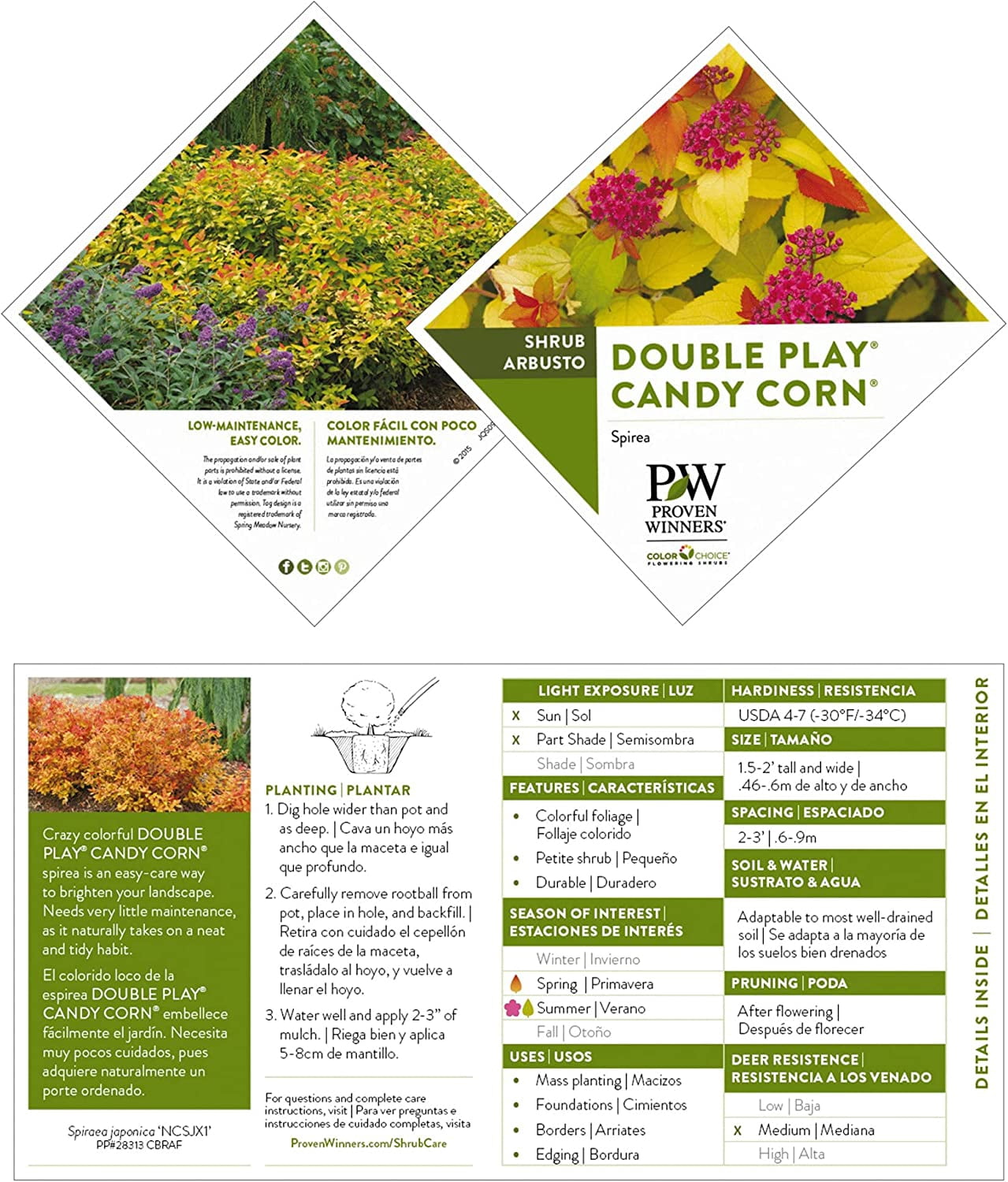Proven Winners ColorChoice Double Play Candy Corn Spirea Live Shrub (2 Gallon)