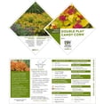 thumbnail image 6 of Proven Winners ColorChoice Double Play Candy Corn Spirea Live Shrub (2 Gallon), 6 of 9