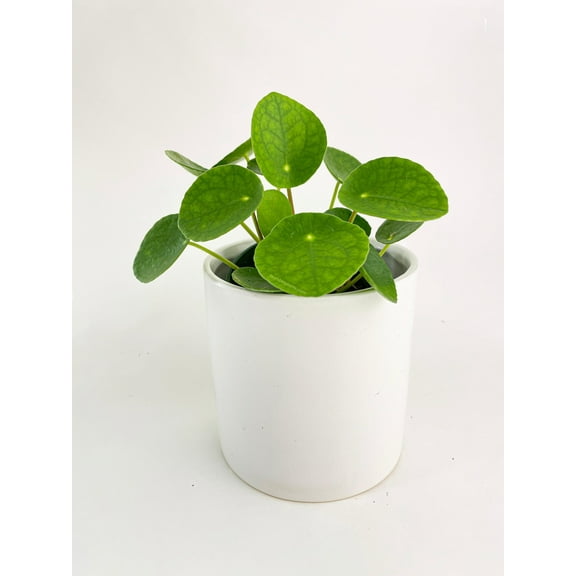 Bumble Plants Chinese Money Pilea Peperomioides Live Plant in 4" Pot