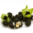 thumbnail image 3 of EuroBlooms Four O'Clock Mixed Mirabilis Flower Bulbs, Bag of 4, Evening Blooming Garden Plant, 3 of 9