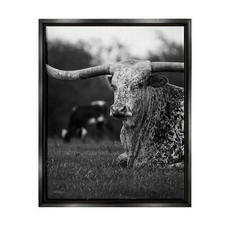 Stupell Industries Resting Longhorn Photography Animals & Insects Photography Black Floater Framed Canvas Art Print Wall Art 25 x 31
