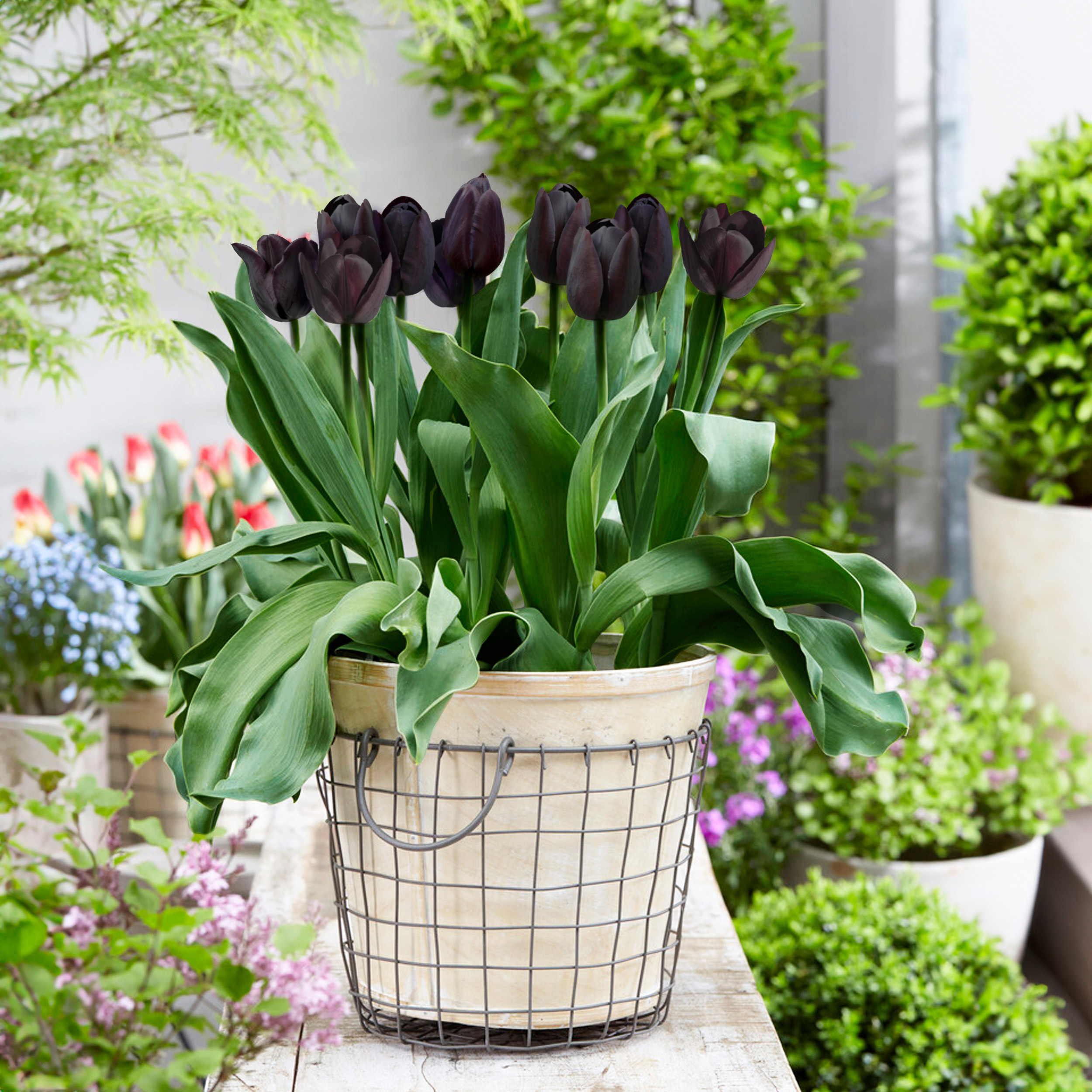Garden State Bulb Hybrid Black Nightmare® Single Late Tulip Bulbs, 12/+ cm (Bag of 5)