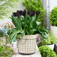 thumbnail image 2 of Garden State Bulb Hybrid Black Nightmare® Single Late Tulip Bulbs, 12/+ cm (Bag of 10), 2 of 8