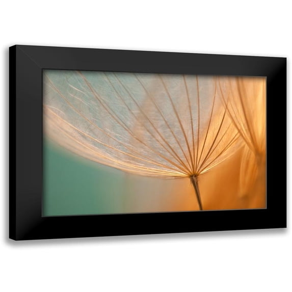 Von Knobloch, Karen 18x13 Black Modern Framed Museum Art Print Titled - Dandelion Lace