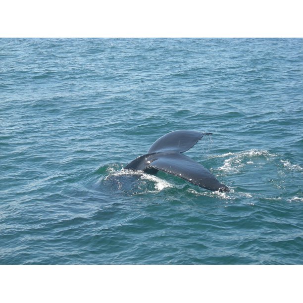 Whale tail n