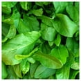 thumbnail image 3 of Everwilde Farms - 1000 Large Leaf Sorrel Herb Seeds - Gold Vault Jumbo Bulk Seed Packet, 3 of 5