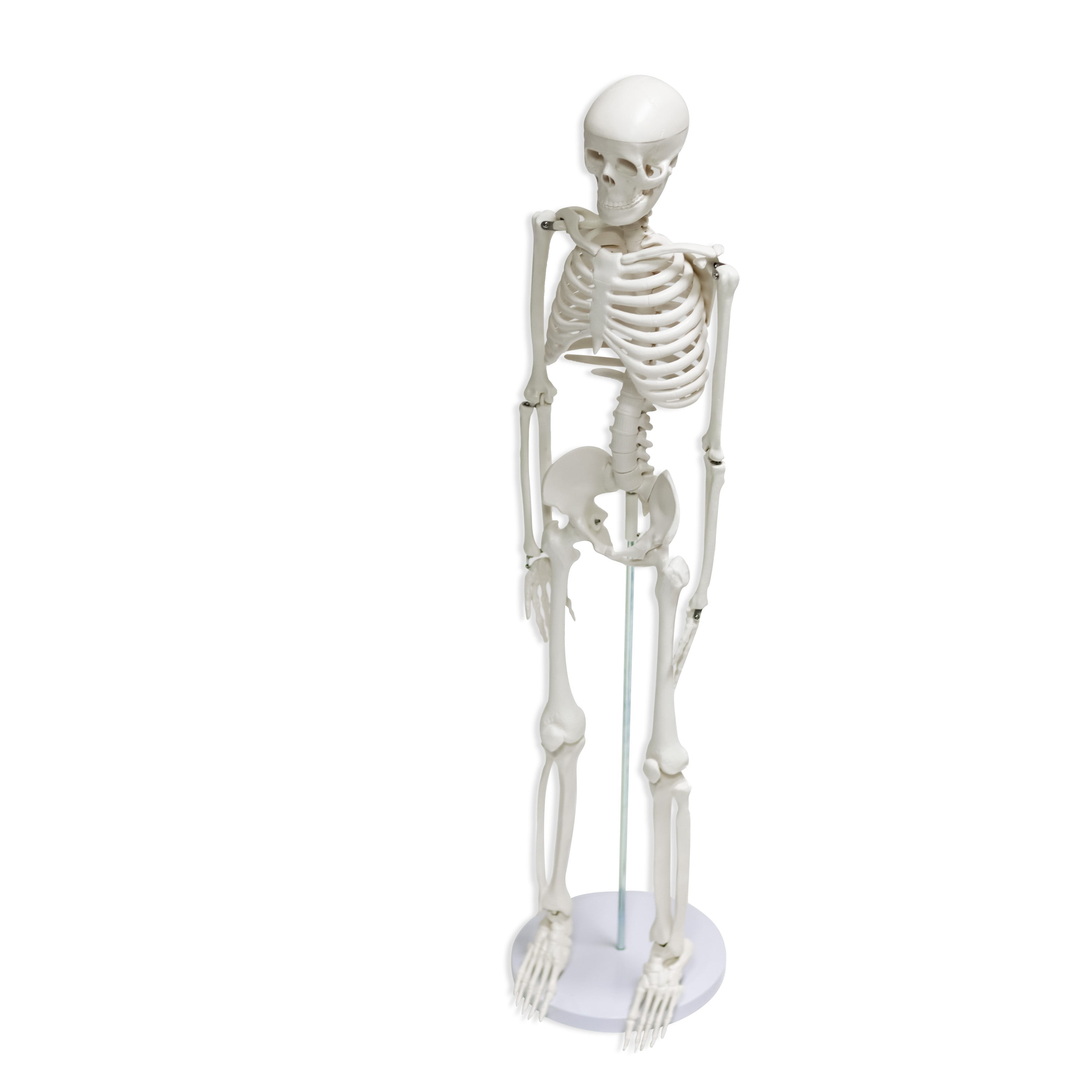 34 in Human Skeleton Model Half Size with Movable & Removable Parts