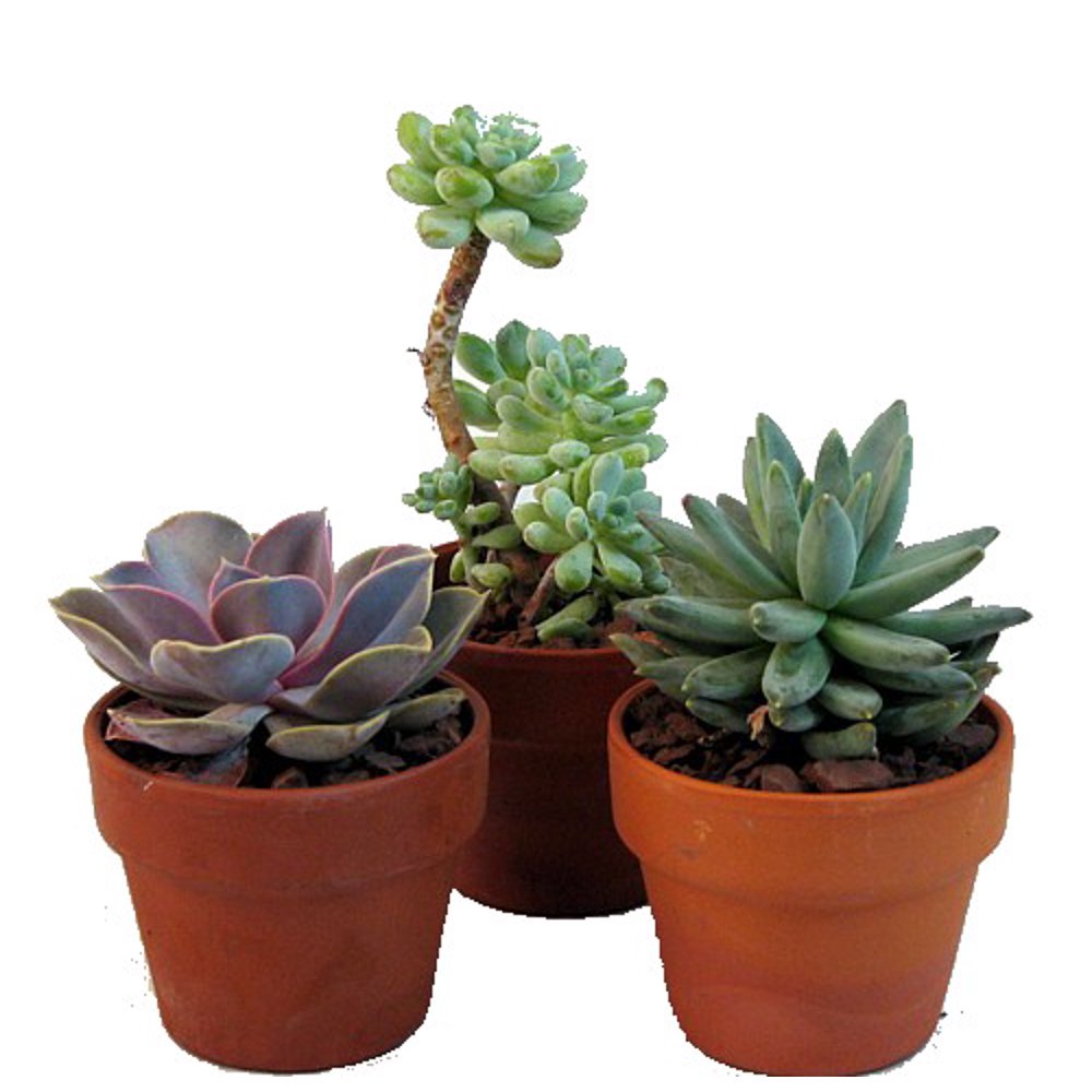 Desert Rose Succulent Collection Echeveria 3 Plants in 3" Clay Pots