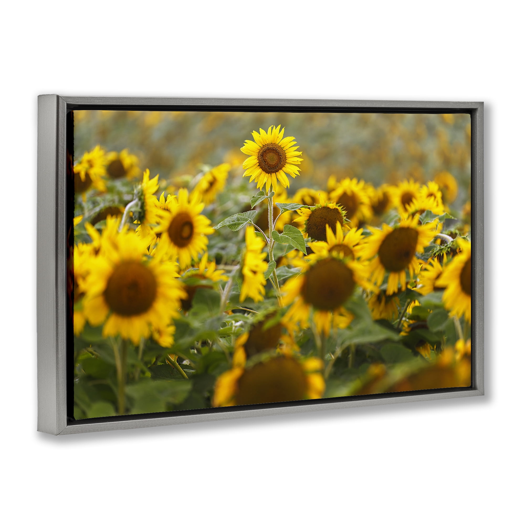 Central Sunflower in Meadow Gray Framed Floater Canvas Wall Art, design by Andy Crawford