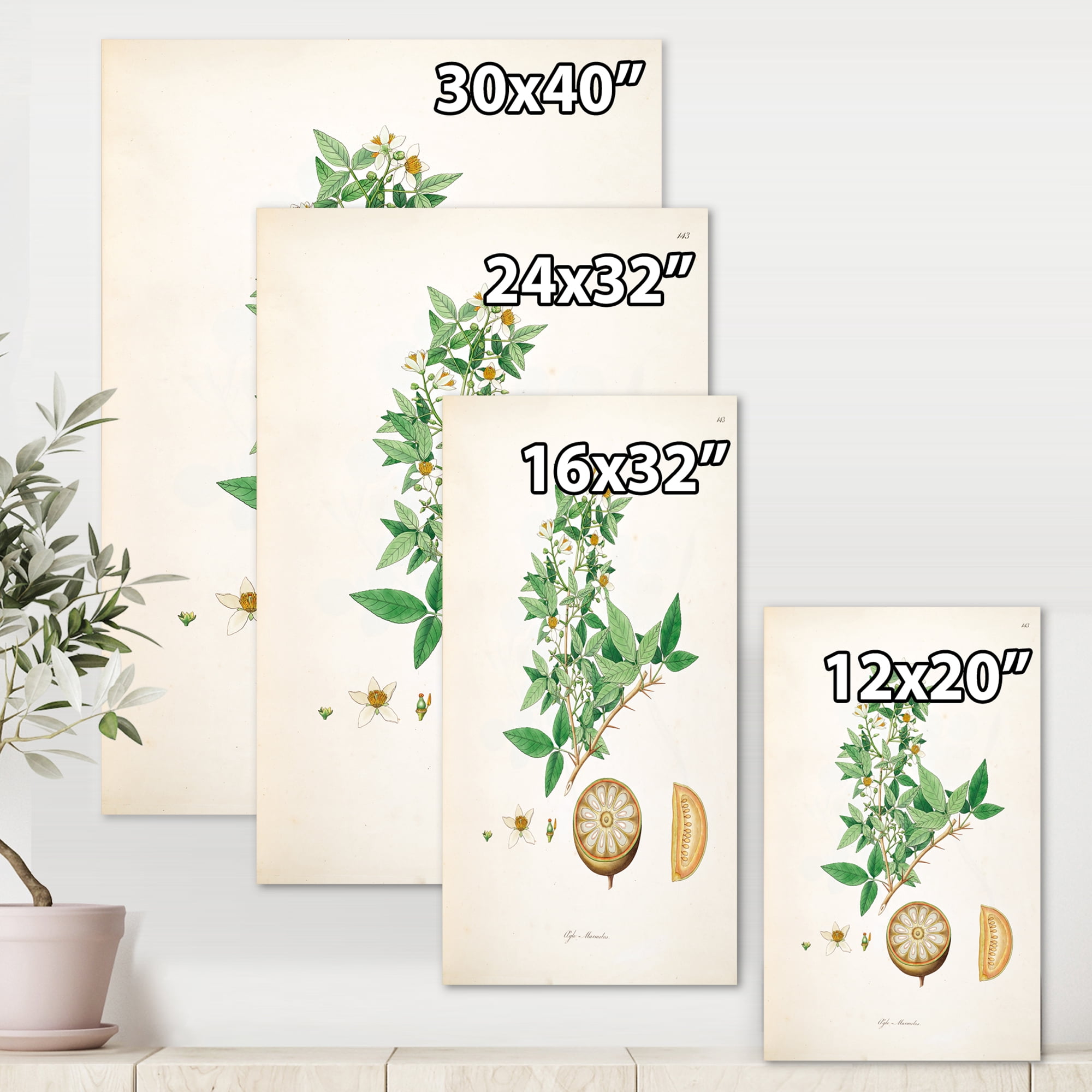 Designart ' Ancient Plant Life X ' Farmhouse Canvas Wall Art Print