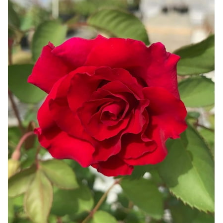 Brindabella Red Empress Shrub Rose - One of the World's Most Fragrant - 4