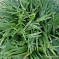 thumbnail image 6 of Expert Gardener Dwarf Mondo Grass Low-Growing Evergreen Groundcover in 2.5-Quart Grower Pot, 6 of 7