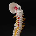 thumbnail image 4 of 45cm Flexible 1:1 Adulte Modèle de Colonne Lombaire Pliable Modèle de Squelette Humain avec Disque Spinal Modèle de Bassin, 4 of 5