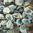 thumbnail image 3 of Oyster shells - Toile 24"x24 Pouces - Impression à la Demande, 3 of 5