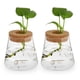 thumbnail image 1 of Jardinera de cristal de escritorio 2 unids Chic Hydroponics Jase Junter Glass Jase para el hogar, 1 of 6