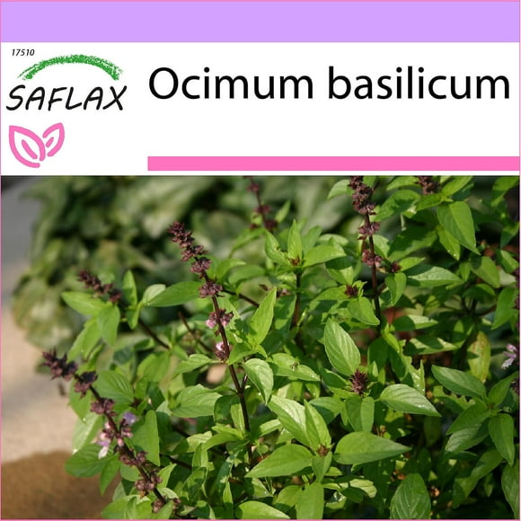 Saflax - 200 seeds - Thai Basil - Basilic thai - Basilico Thailandia - Albahaca - Thai - Basilikum--