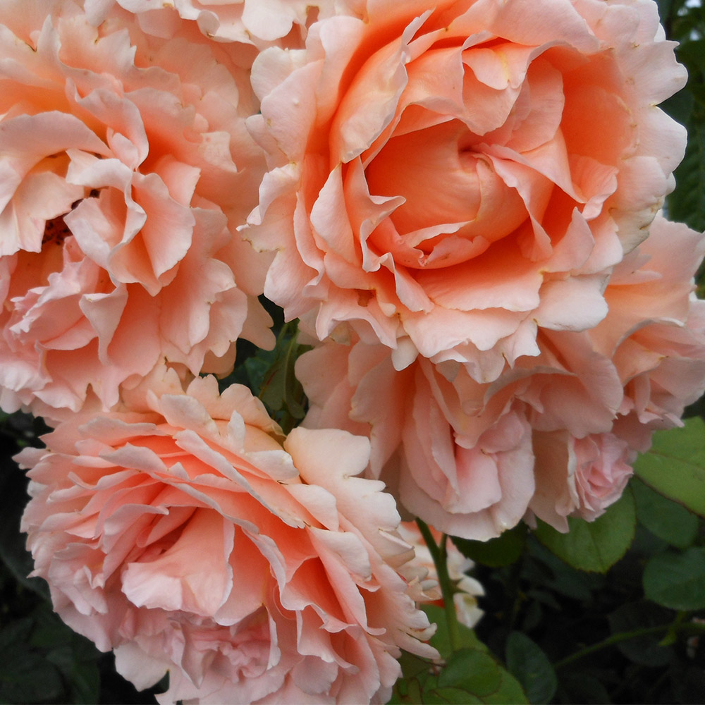 Heirloom Roses Rose Bush - The Polka® Climbing Plant , Live Fragrant Plants For Outdoors , Apricot Own Root Bushes For Planting