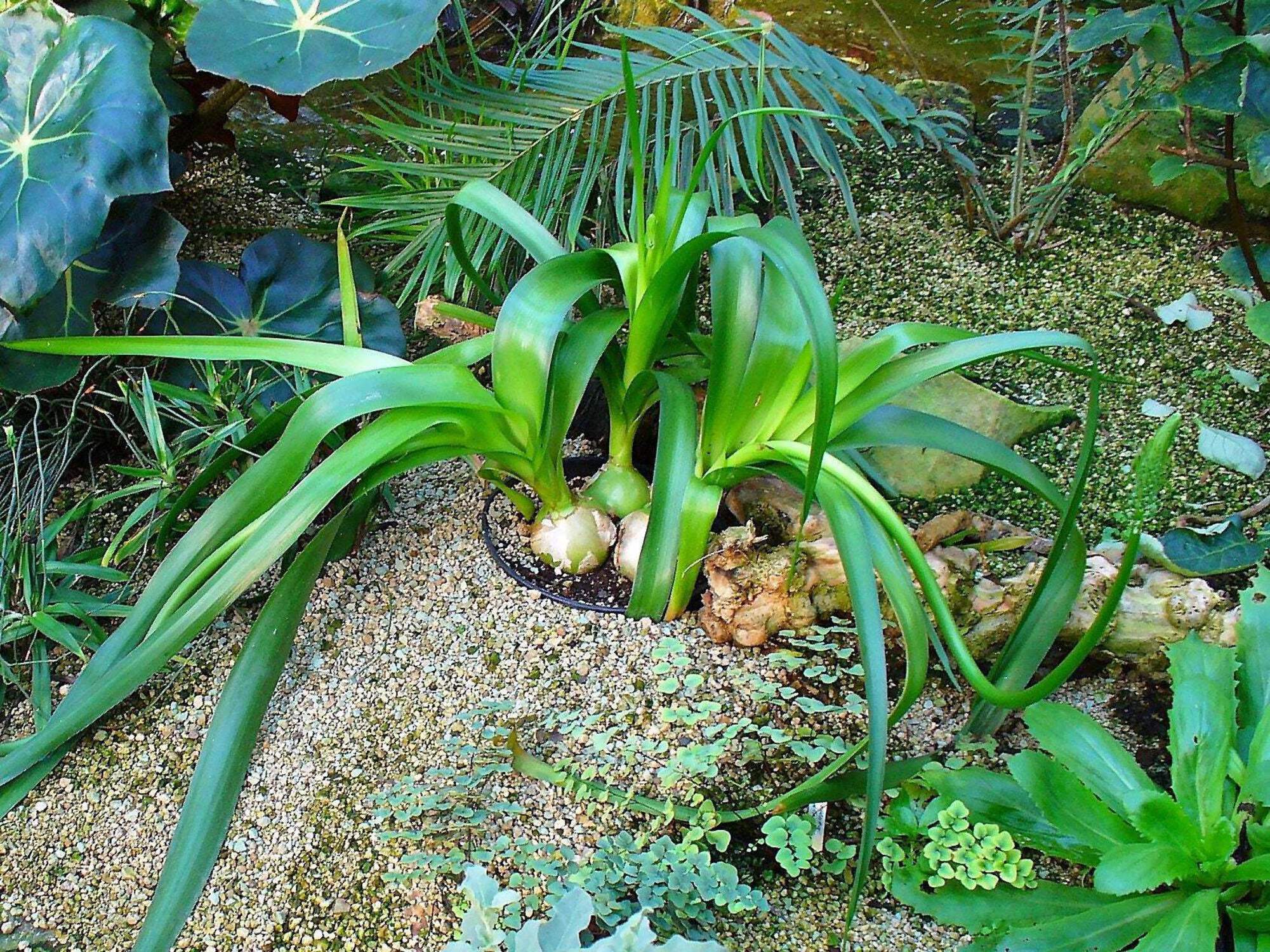 20 PREGNANT ONION SEEDS aka False Sea Onion Lily Ornithogalum Caudatum Flower Good Houseplant - image 5 of 7