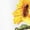WHITE, variant on Instant Message - Sunflower Women's Short Sleeve Graphic T-Shirt