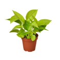 thumbnail image 4 of Pothos 'Neon', 4 of 8